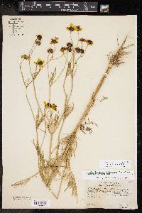 Coreopsis tinctoria image