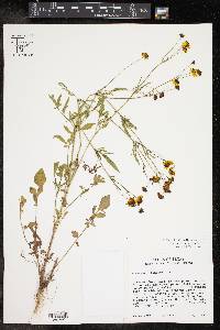 Coreopsis tinctoria image