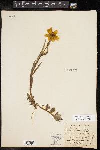 Bidens laevis image