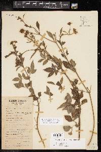 Bidens pilosa image