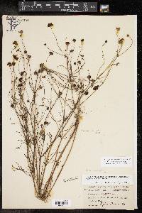 Coreopsis tinctoria image