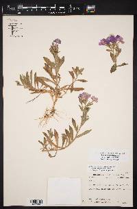 Phlox drummondii var. peregrina image