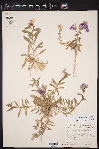 Phlox drummondii image