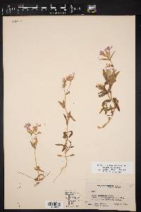 Phlox drummondii var. mcallisteri image