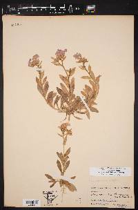 Phlox drummondii image