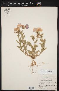 Phlox drummondii image