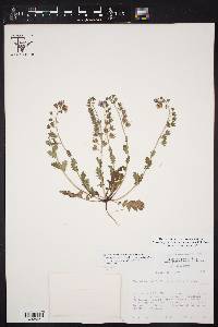 Phacelia austrotexana image