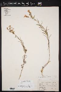 Phlox drummondii var. villosissima image