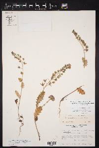 Phacelia austrotexana image