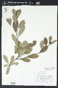 Sideroxylon lanuginosum image