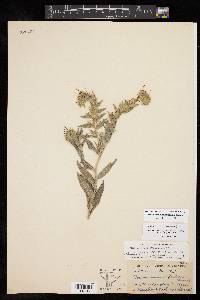 Lithospermum onosmodium image