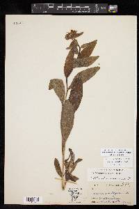 Lithospermum helleri image