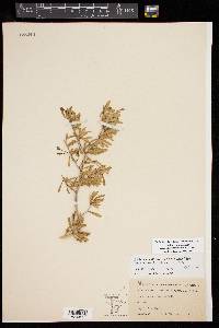 Lycium carolinianum var. quadrifidum image