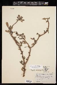 Jatropha dioica image