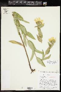 Silphium integrifolium var. asperrimum image