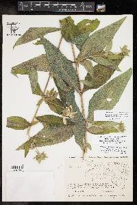 Silphium integrifolium var. asperrimum image