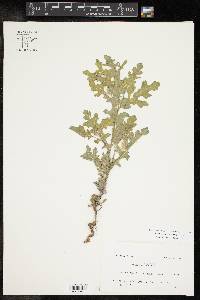 Parthenium confertum image