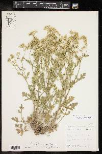 Parthenium confertum image