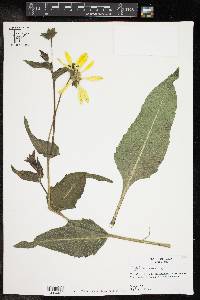 Silphium gracile image