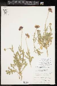 Gaillardia pulchella var. australis image