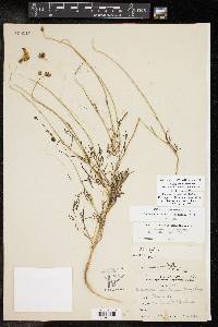 Thelesperma filifolium var. intermedium image