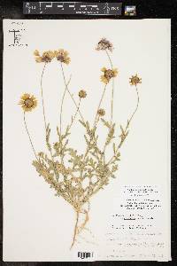 Gaillardia pulchella var. australis image