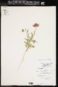 Gaillardia pulchella var. pulchella image