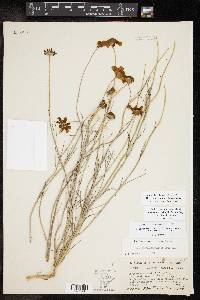 Thelesperma simplicifolium image