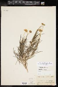 Sidneya tenuifolia var. chihuahuensis image