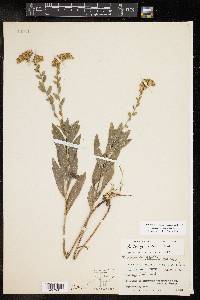 Solidago radula image