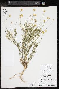 Tetraneuris linearifolia var. linearifolia image