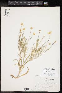 Tetraneuris linearifolia var. linearifolia image