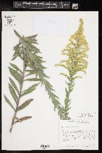 Solidago juliae image