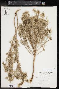 Artemisia filifolia image