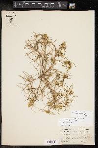 Pectis angustifolia var. angustifolia image