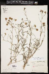 Palafoxia rosea var. macrolepis image
