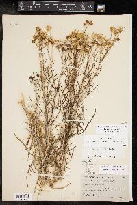 Senecio flaccidus image