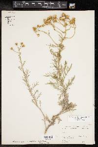 Senecio flaccidus image