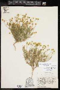 Thymophylla tenuiloba var. treculii image