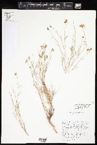 Drymaria subumbellata image