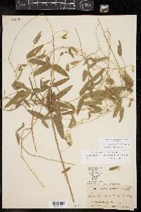 Strophostyles leiosperma image