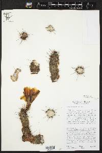 Echinocereus papillosus image