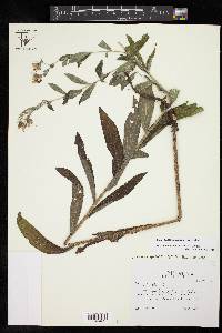 Lithospermum onosmodium image