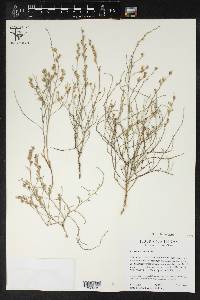 Cressa nudicaulis image