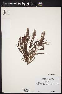 Chilopsis linearis image