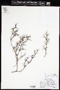 Sesuvium verrucosum image