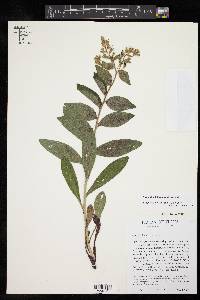 Lithospermum helleri image