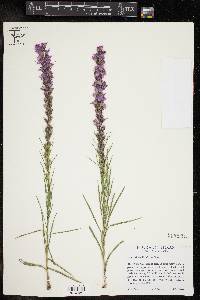 Liatris acidota image