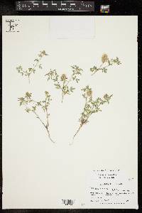 Dalea nana var. carnescens image