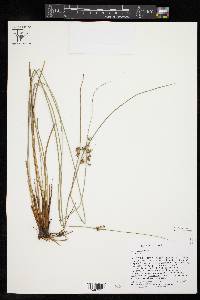 Juncus coriaceus image